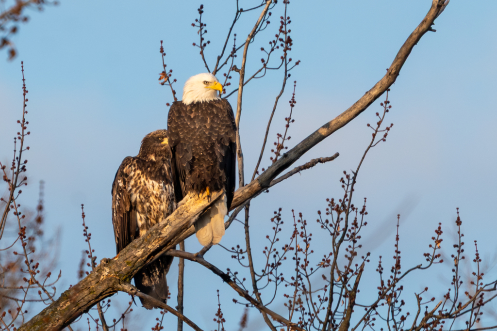 Adult and immature eagles sit at Colvill Park in Red Wing