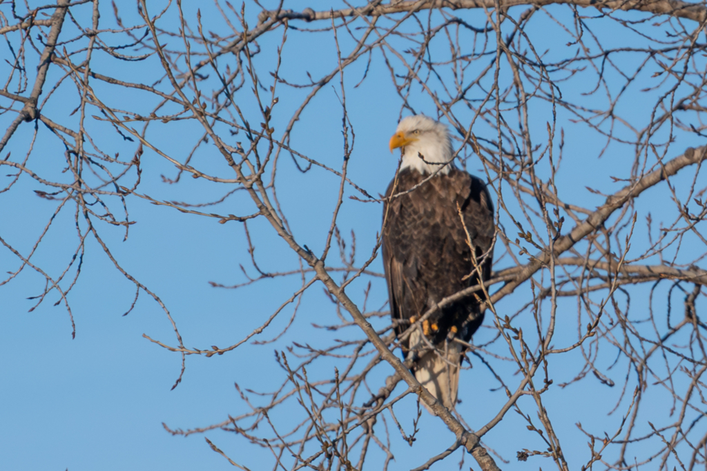 Eagle perched in tree at Colvill Park in Red Wing