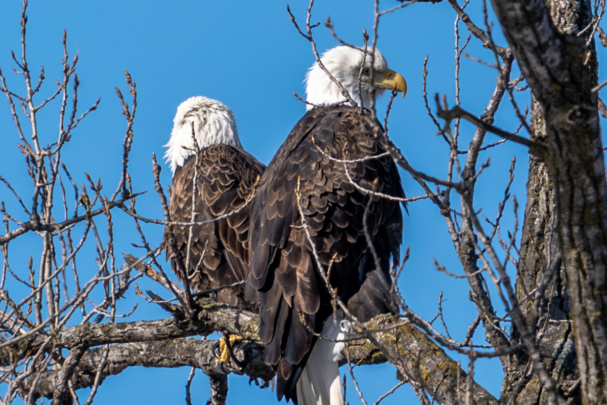 Valentine’s Day eagles, a few at the parks