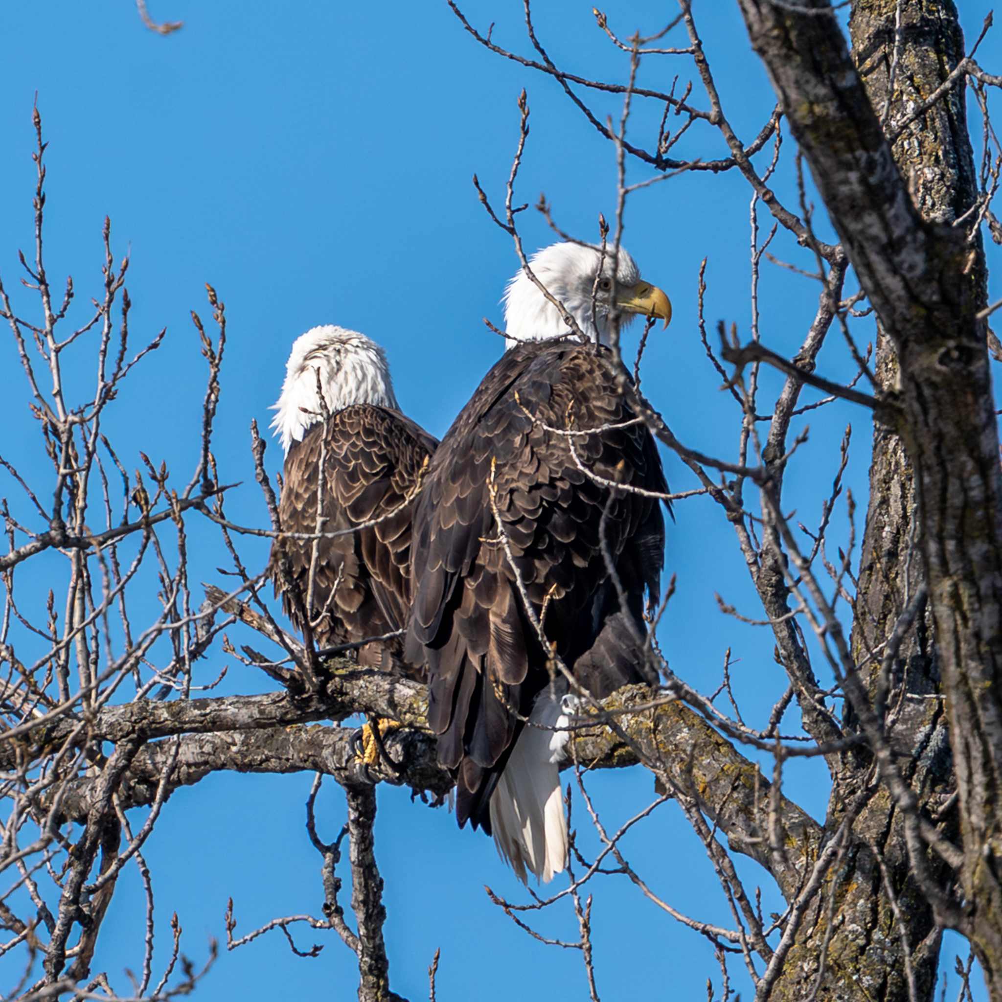 Valentine’s Day eagles, a few at the parks