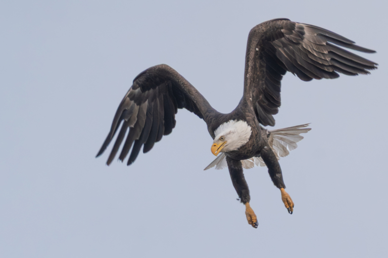 At least 12 eagles at Colvill Park, and catching fish