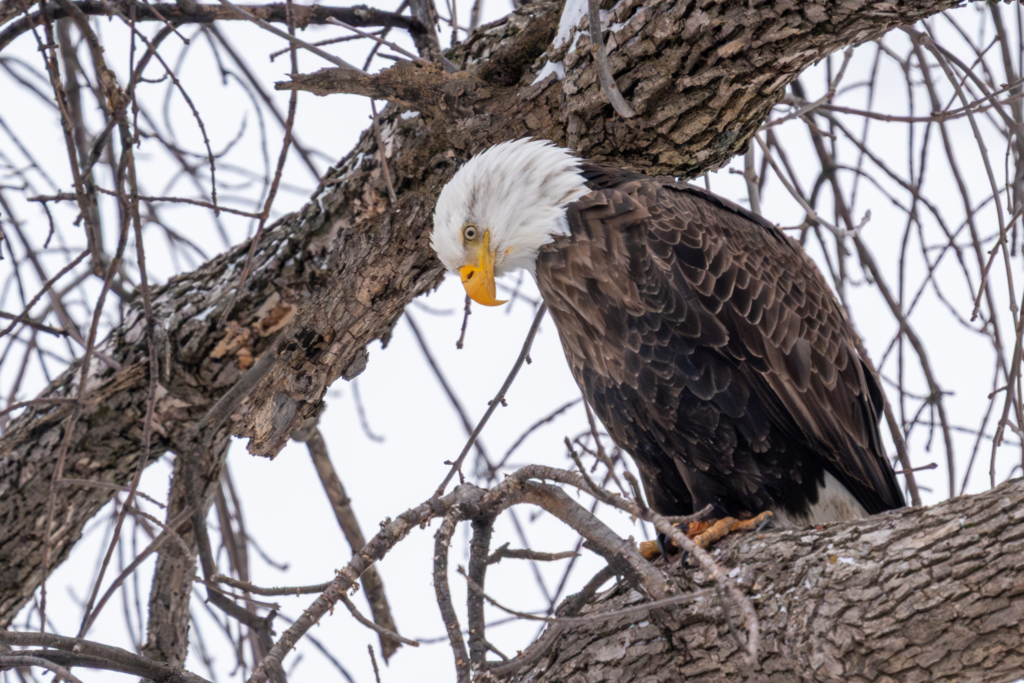 Eagle looking for breakfast at Colvill Park