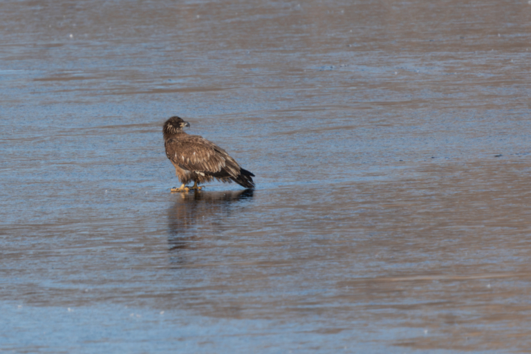 Colvill Park bay frozen after Xcel steam plant shuts down, still 25 eagles in the park