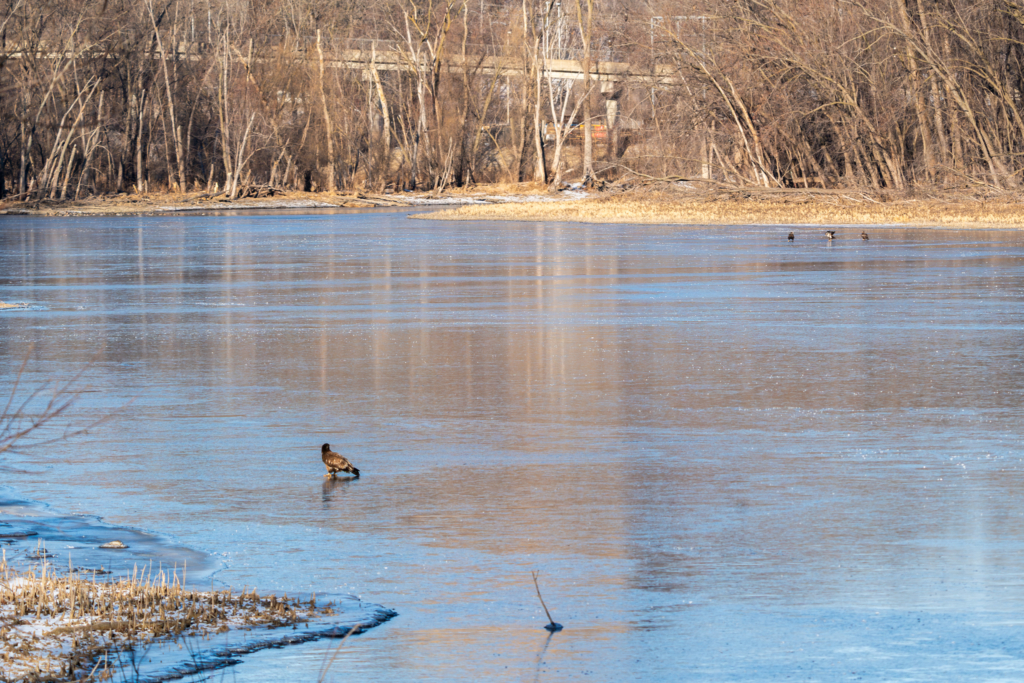 Frozen bay at Colvill Park