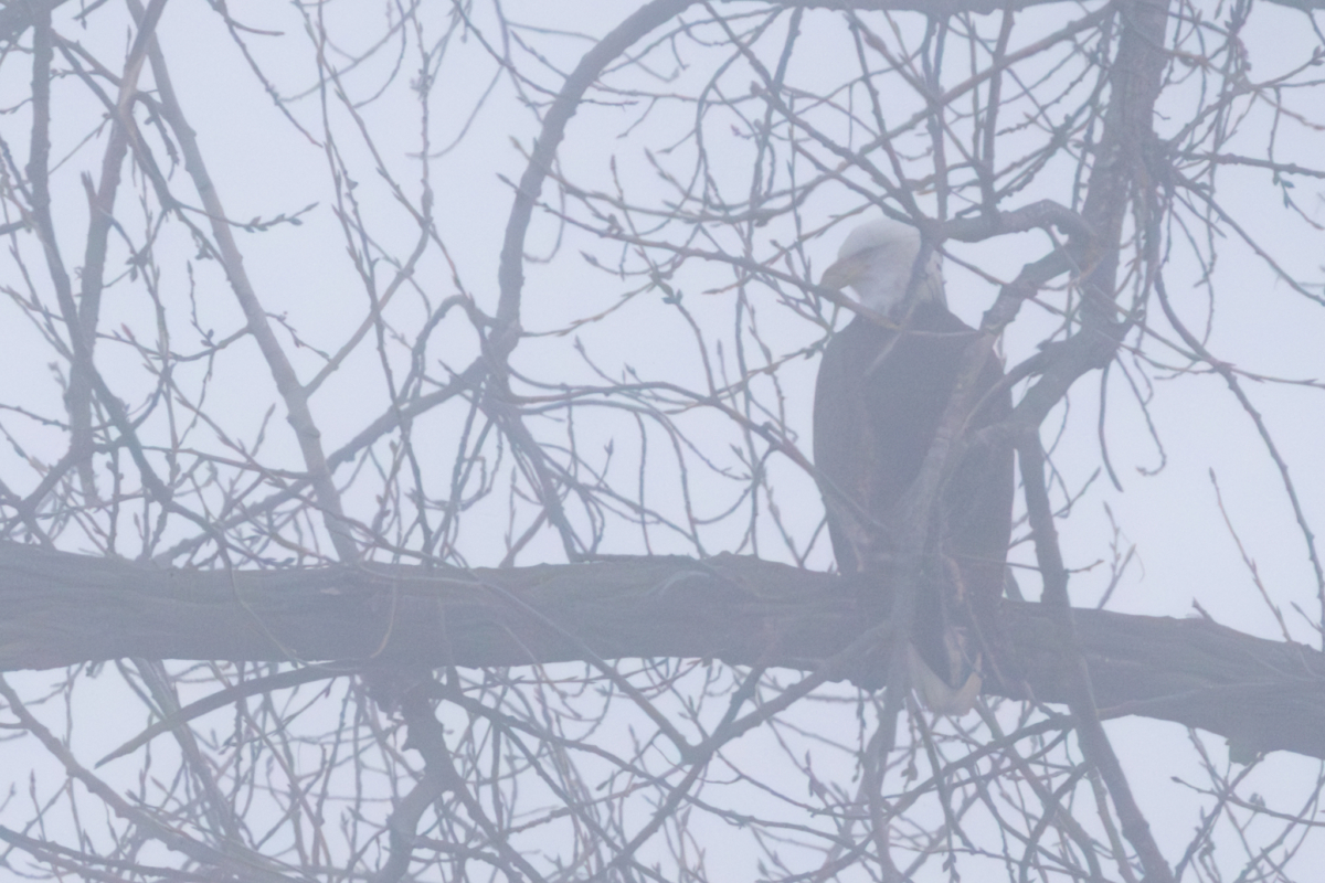 Really foggy start to the day, then some eagles flying