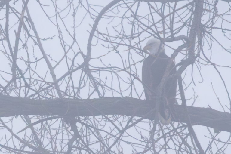 Really foggy start to the day, then some eagles flying