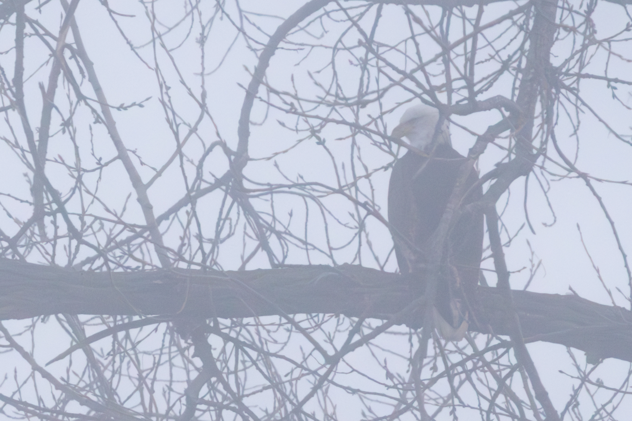 Really foggy start to the day, then some eagles flying