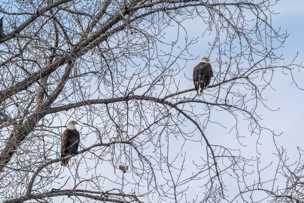 Eagles perched at Colvill Park in Red Wing