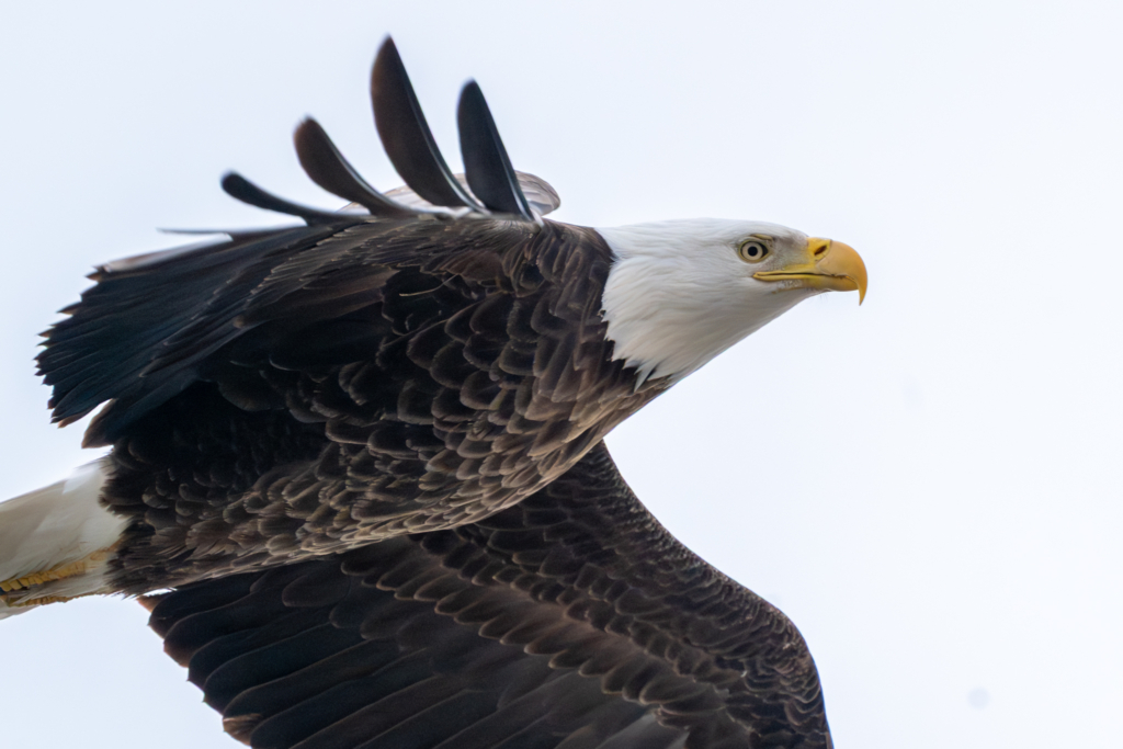 An eagle flies by near Bay Point Park in Red Wing