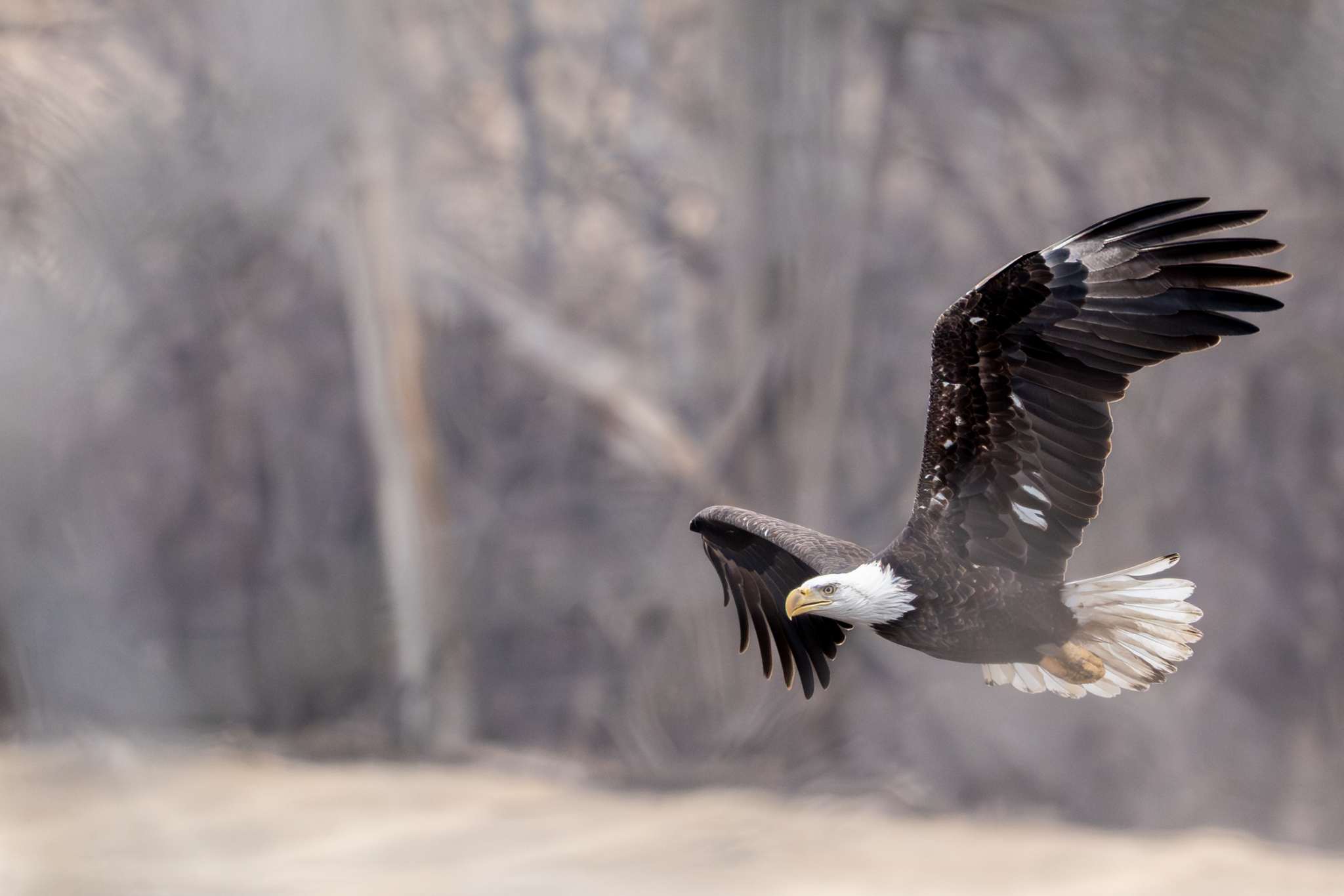 Many eagles on their nests, gusty winds bring eagles up the bluff, Great Blue Herons prepping nests
