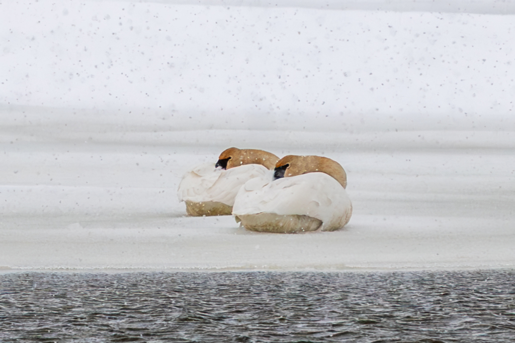 Trumpeter Swans sleep on the ice through snowstorm