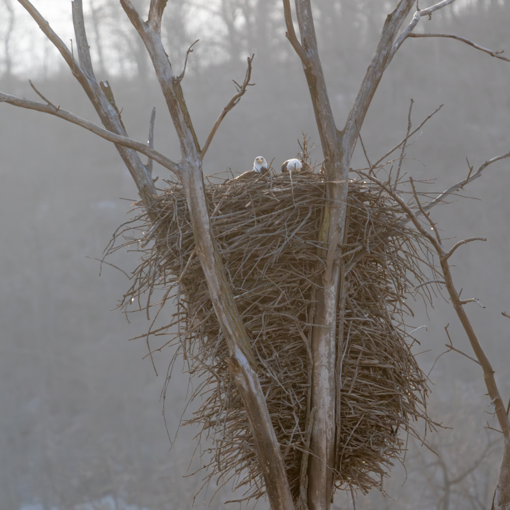 Eagles working on their nest in Red Wing