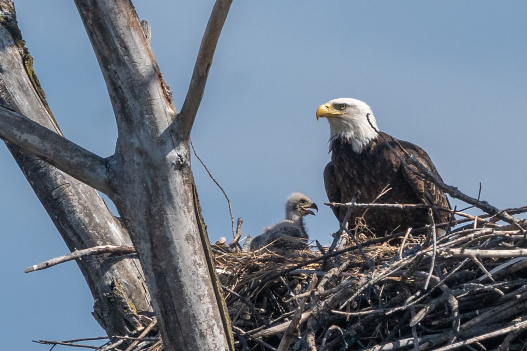 Eagle mom with her baby