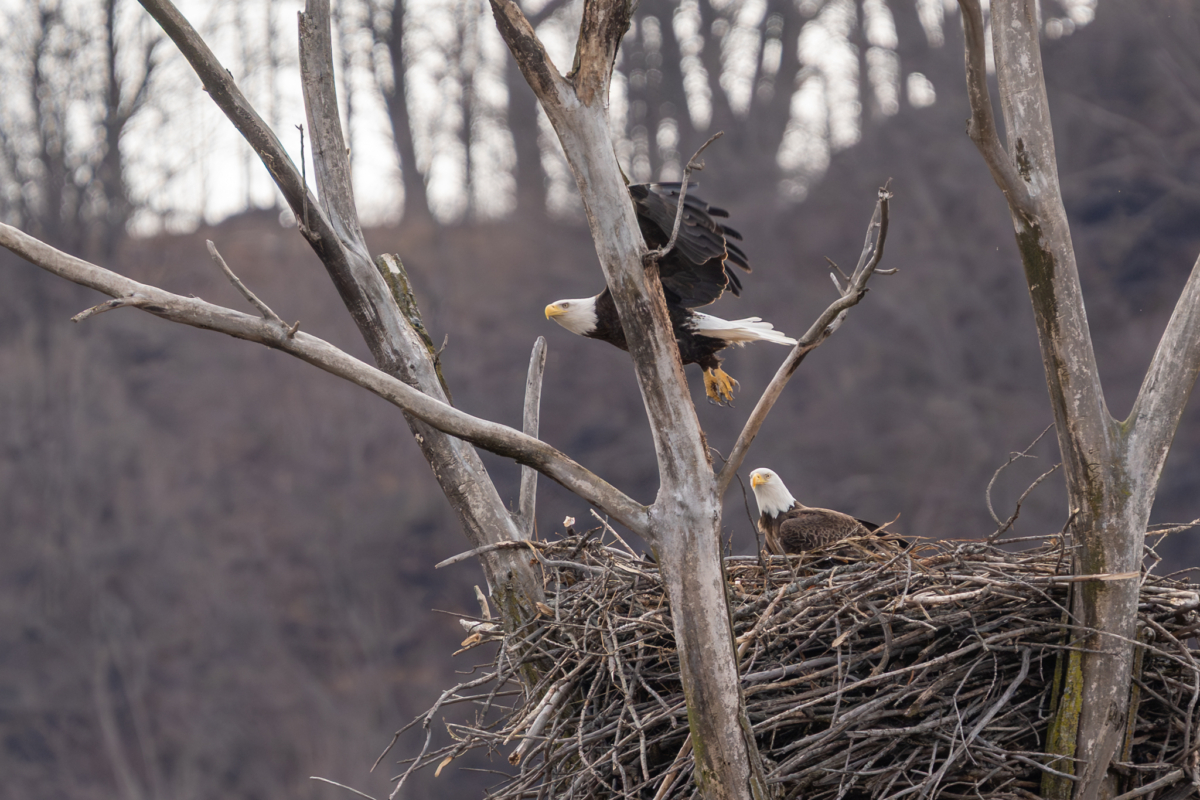 Eagles still tending nests and eggs could hatch soon, flowers blooming on the bluff, Herons nesting