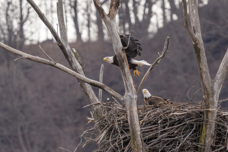 Eagles still tending nests and eggs could hatch soon, flowers blooming on the bluff, Herons nesting