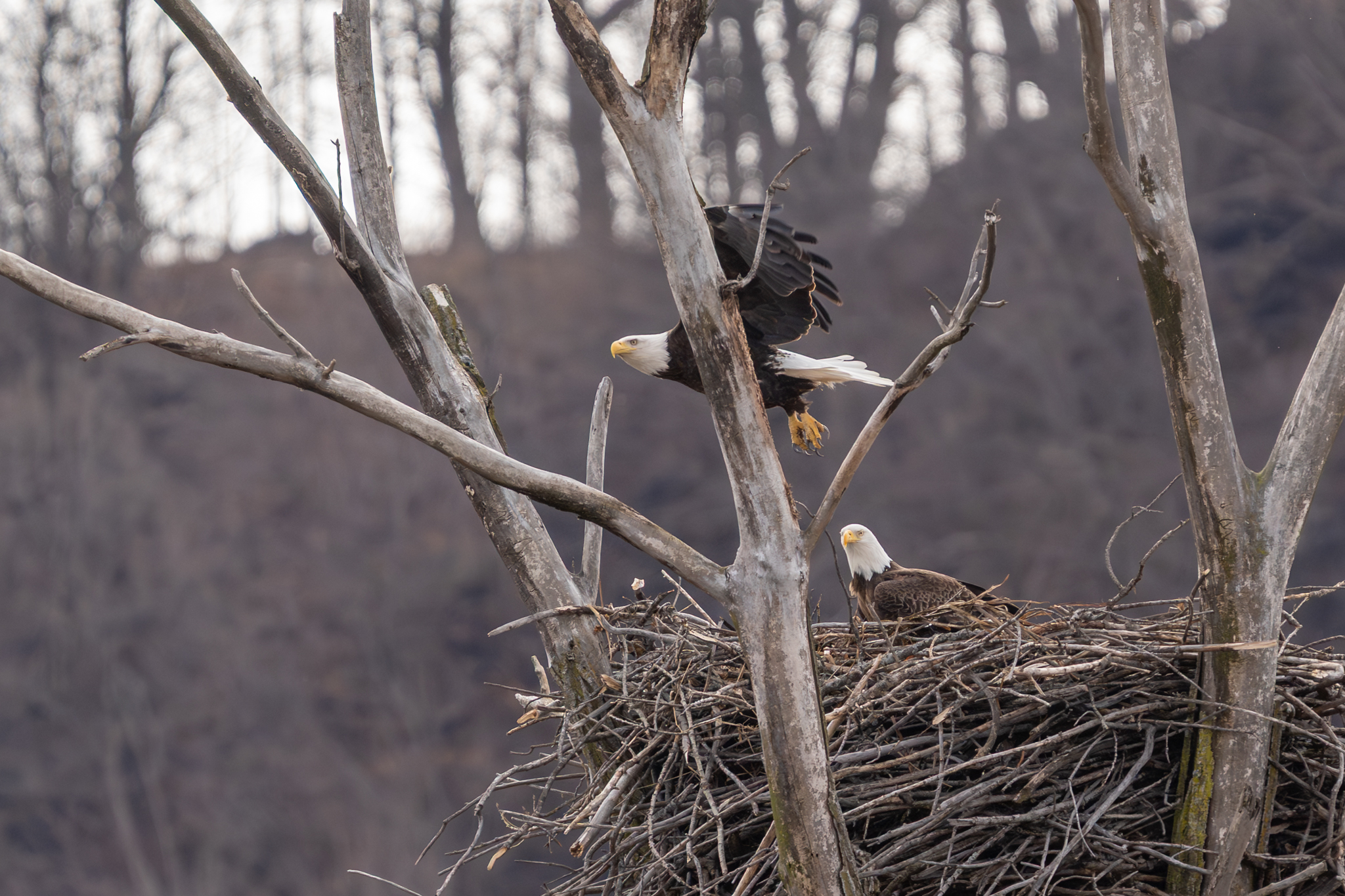 Eagles still tending nests and eggs could hatch soon, flowers blooming on the bluff, Herons nesting