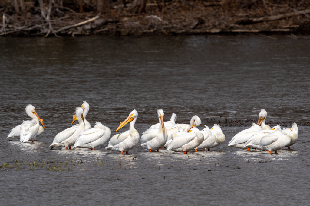 American White Pelicans resting at Colvill Park in Red Wing