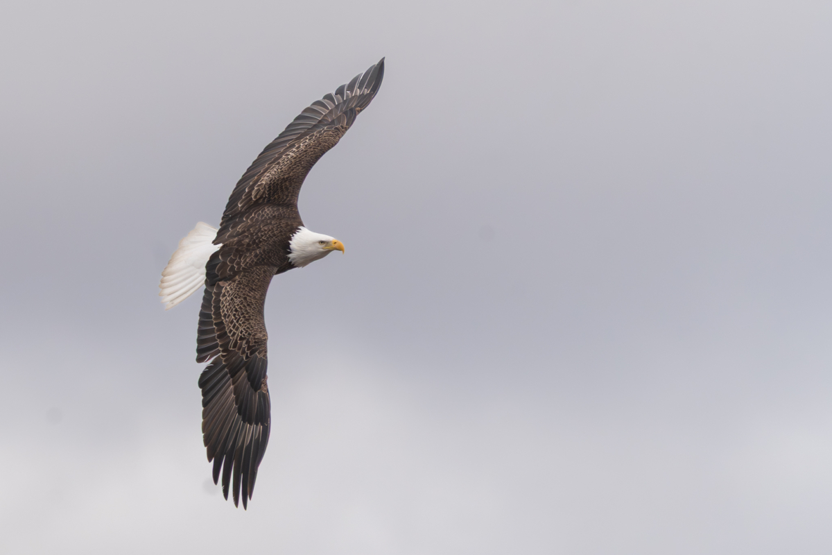 Eagles eggs hatch, Pelicans keep moving, new migrators arrive