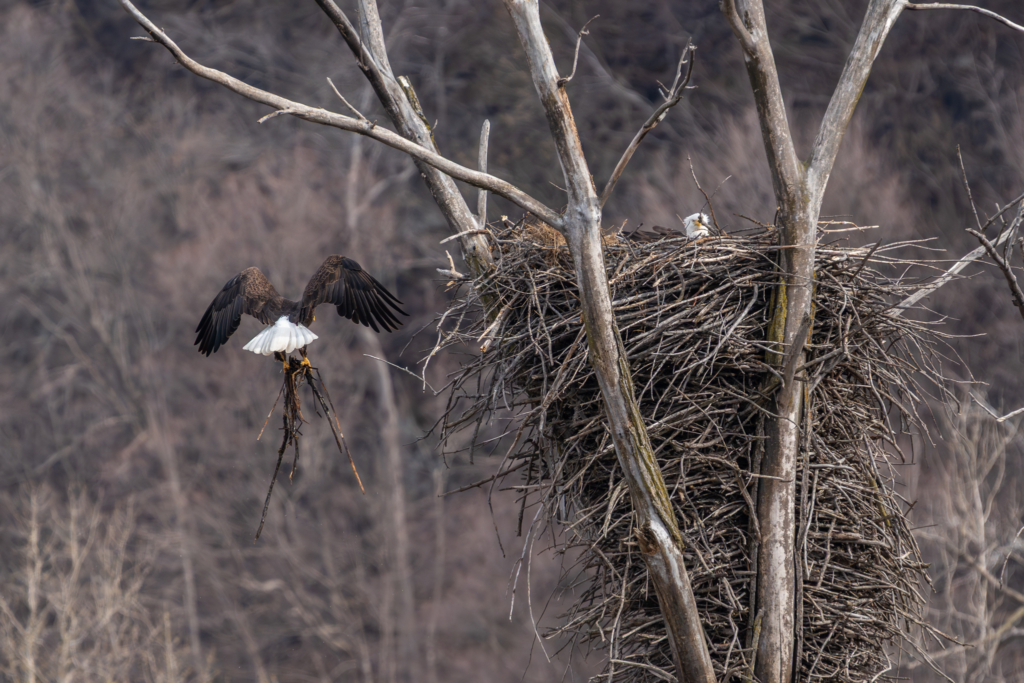 Eagle brings fresh grasses to the nest
