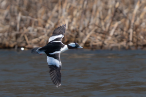 Male Bufflehead flying near Red Wing