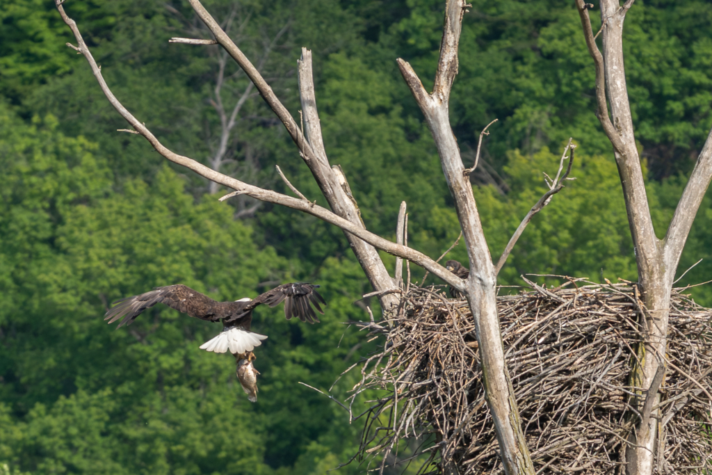 Eaglet gets fresh fish delivered