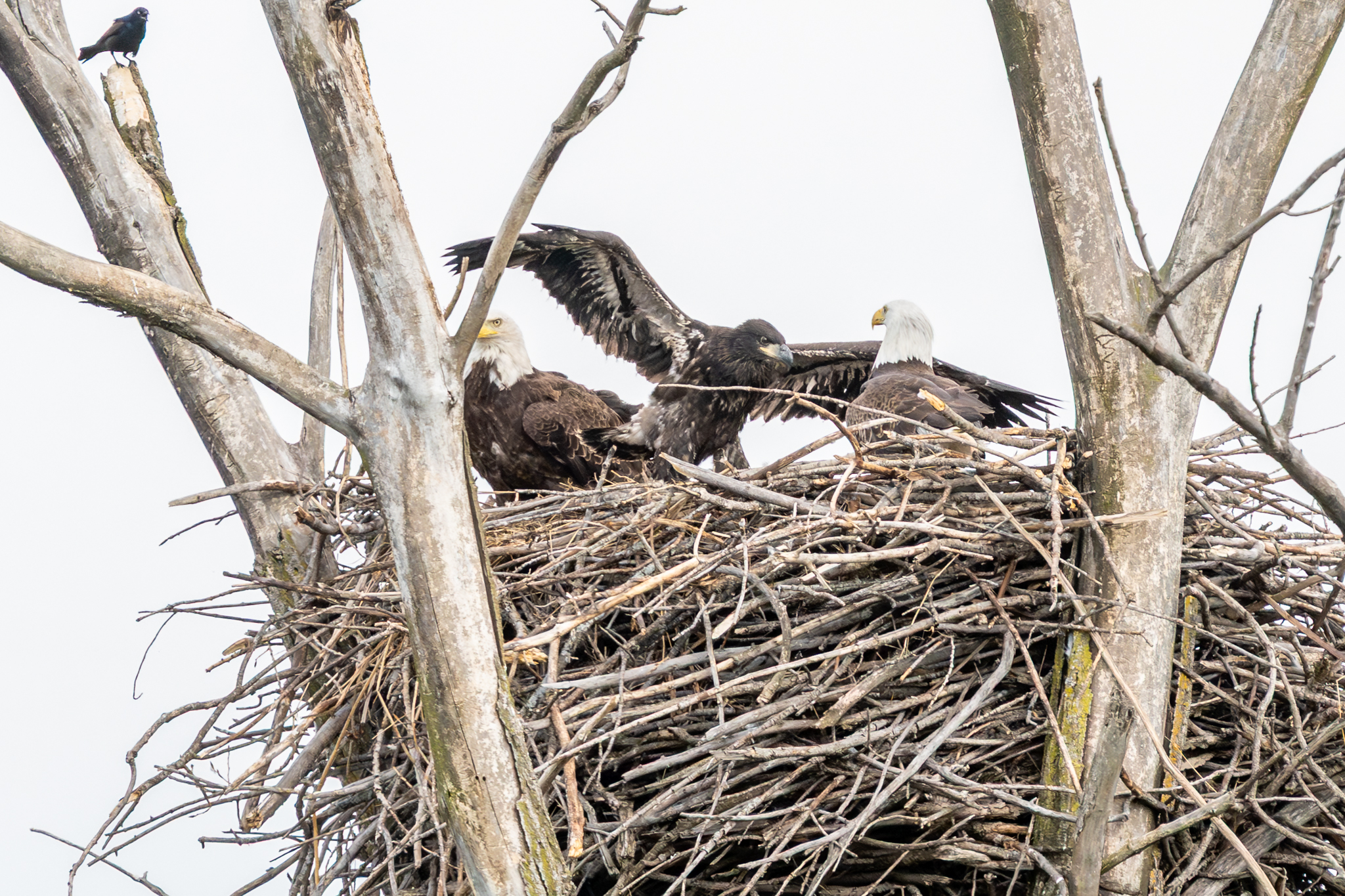 Eaglet has grown a lot
