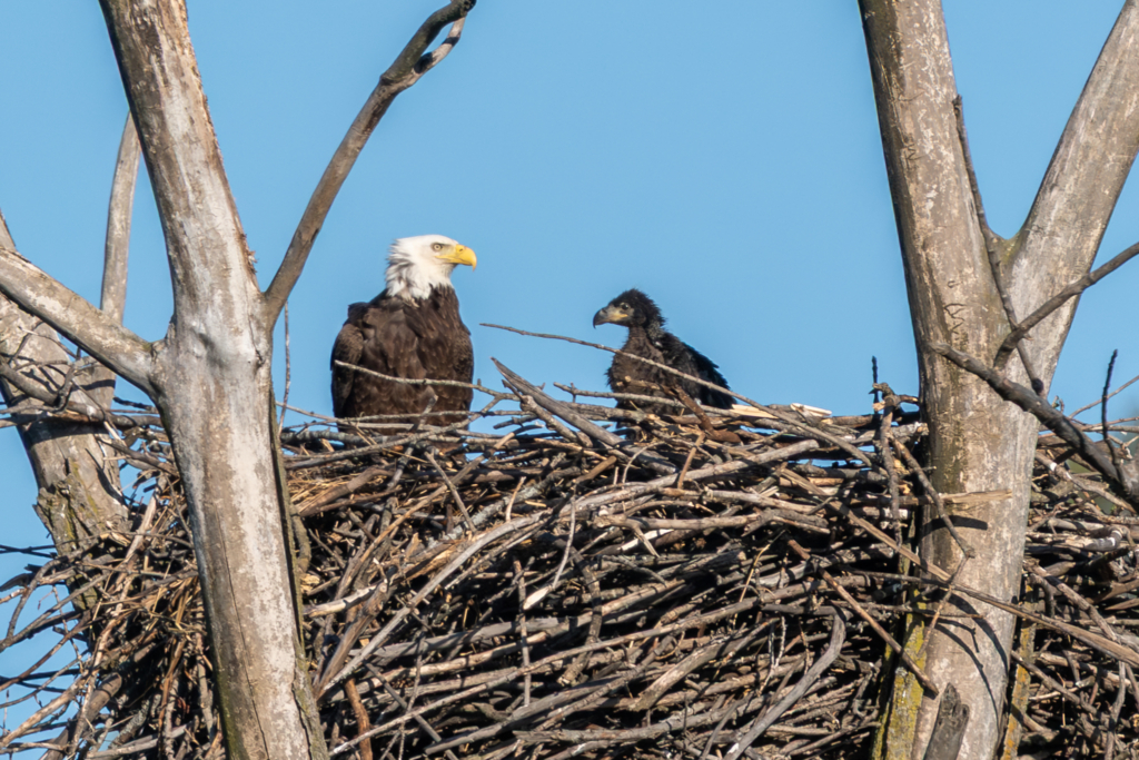 Mom and baby eagle