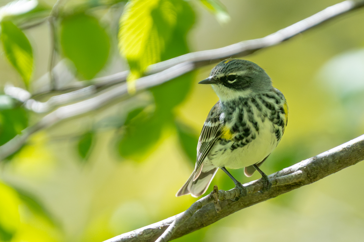 Warblers!
