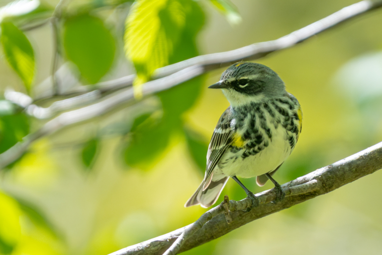 Warblers!
