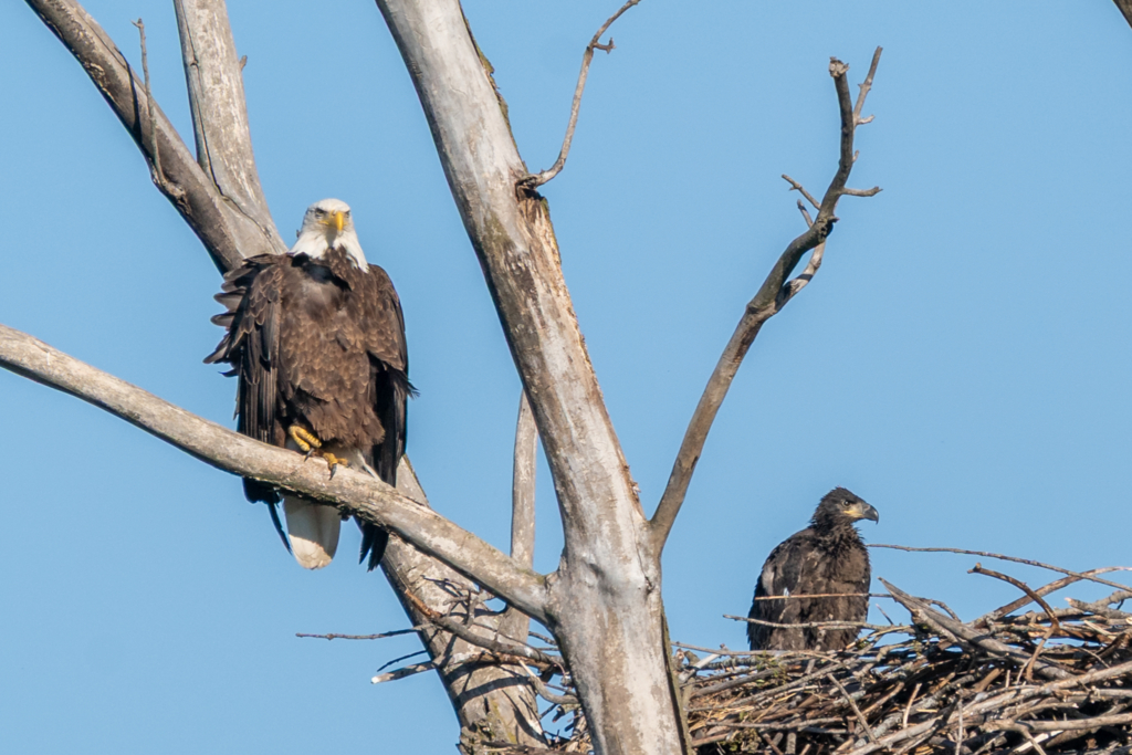 Mom and baby eagle