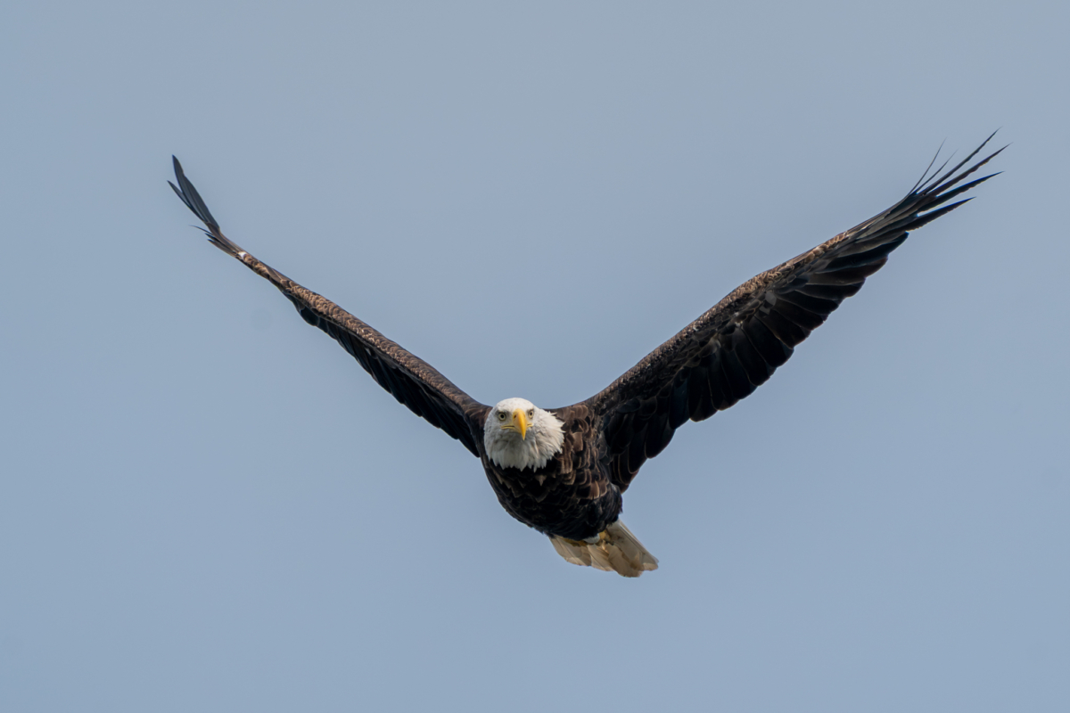 Eagles active at Colvill Park, 5 adults and 3 juveniles