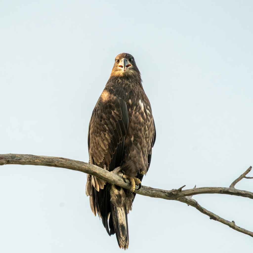Fledgling eagle perched near his nest