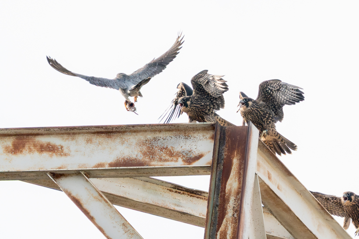 Baby Eagles and Falcons fledge
