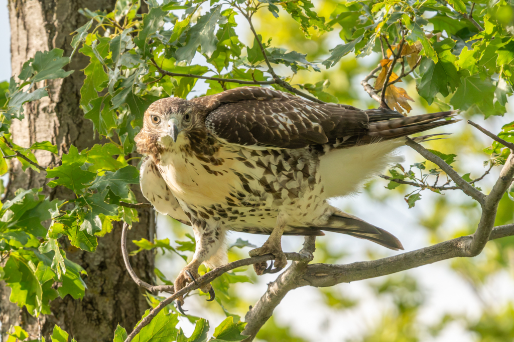 Juvenile Red-tailed Hawk at Memorial Park in Red Wing