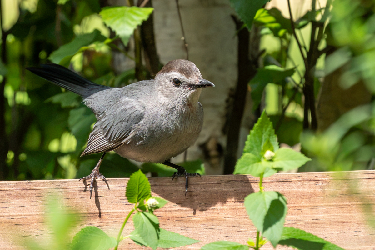 Birds raising their babies