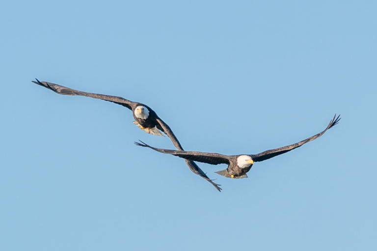 False nesting season